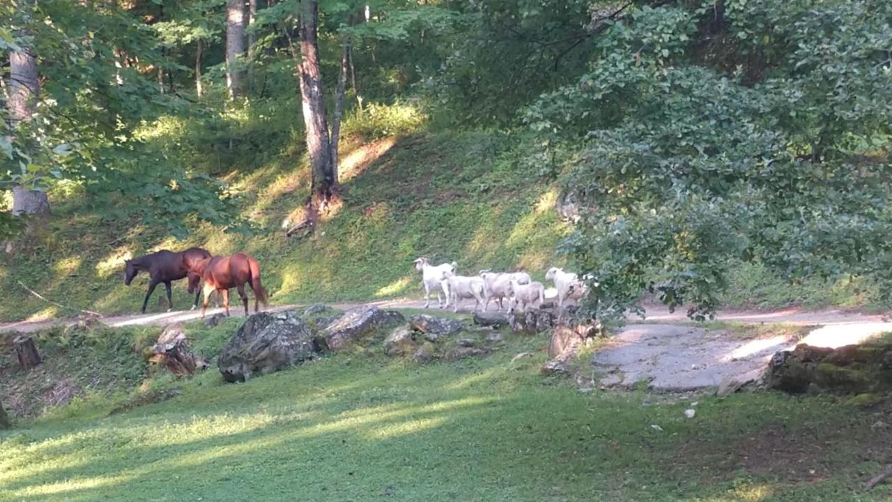 Cullowhee Arrowmont Stables & Cabins מראה חיצוני תמונה