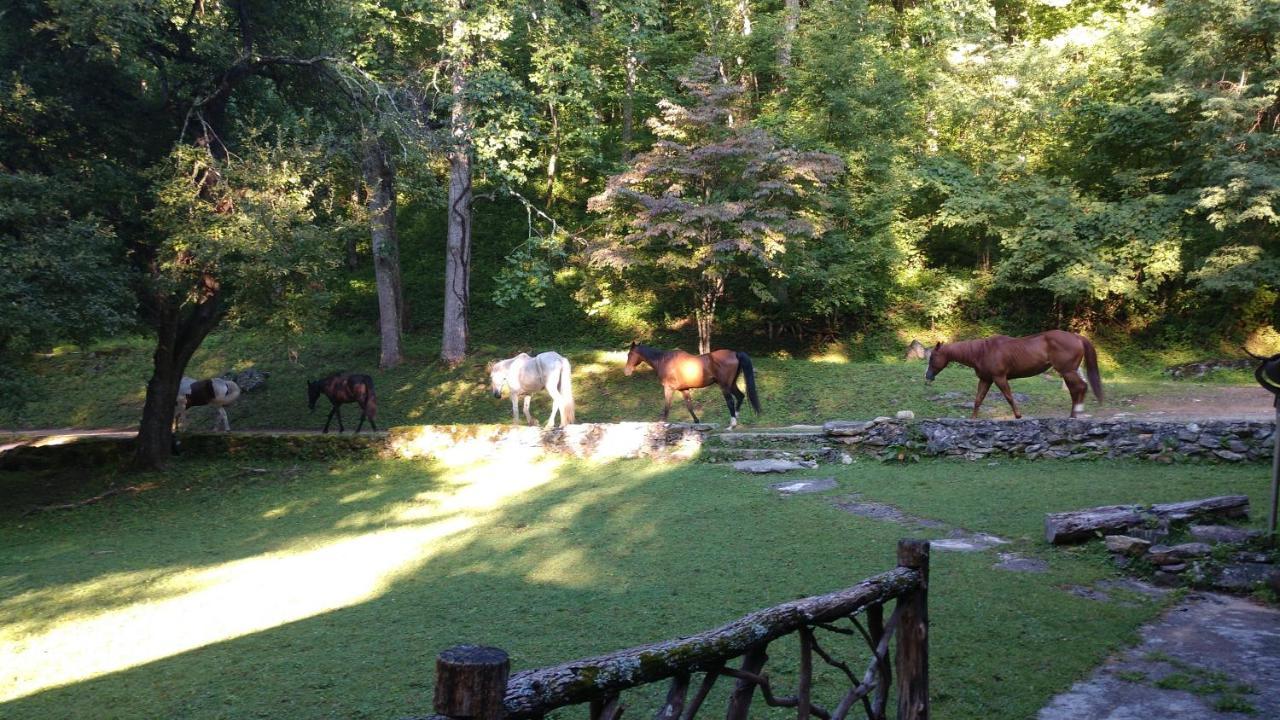 Cullowhee Arrowmont Stables & Cabins מראה חיצוני תמונה